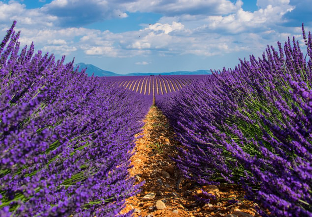 Articolo-lavanda-ho36